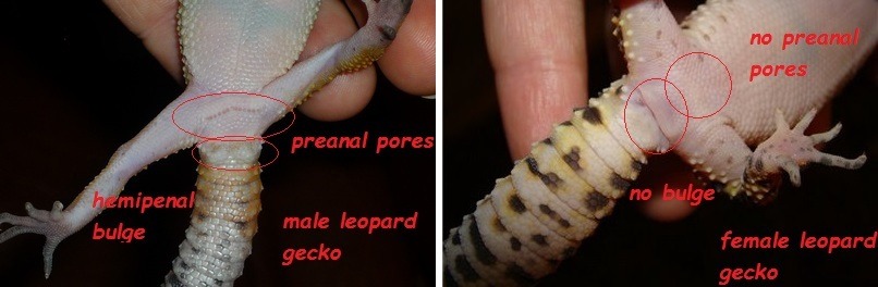 male-vs.-female-leopard-gecko-differences.-sexing-and-identifying-the-gende...