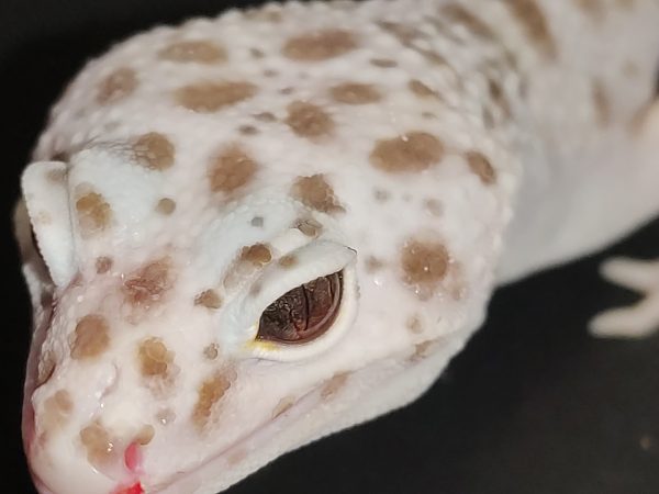 Дата рождения: 2019 Морфа: Mack Snow Tremper Albino Enigma Пол: самец